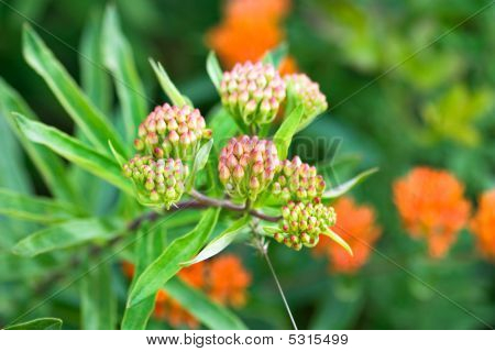 Butterfly Weed