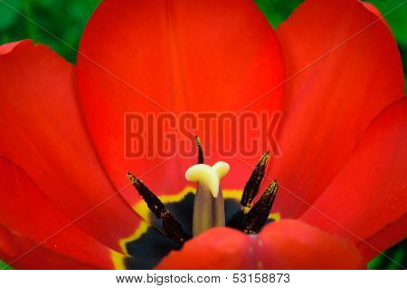 Macro red tulip