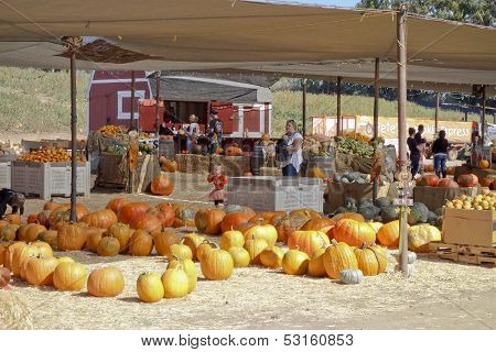 Pumpkin Field Market