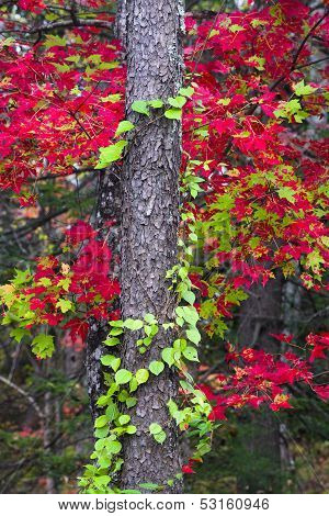 Fall Colors In The Smokies