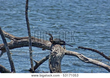 African Darter or Snakebird (Anhinga rufa)