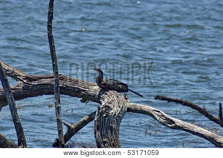 African Darter or Snakebird (Anhinga rufa)