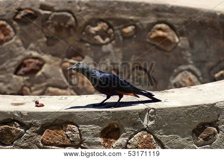 Red-winged Starling (Onychognathus morio)