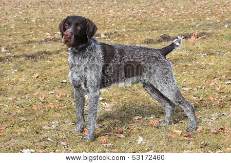 The Typical Bohemian Wire-haired Pointing Griffon