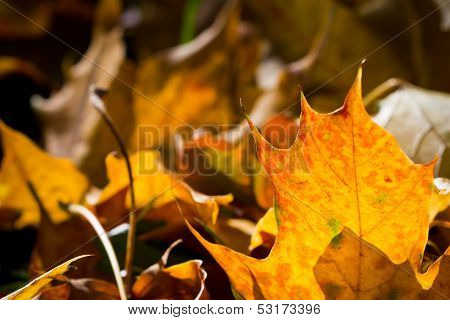 Autumn Leaves