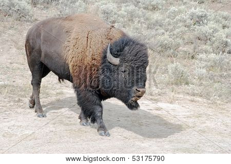 Bison At Dust Wallow