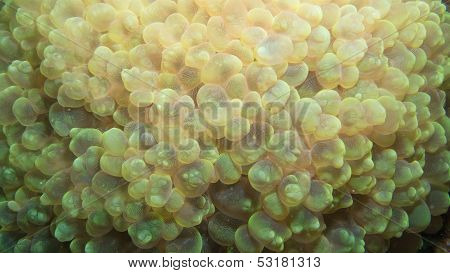 bubble coral