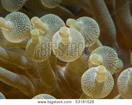 bubble tip anemone
