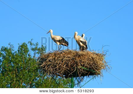 Stork Family At Nest