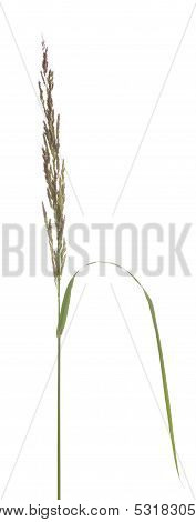 Festuca Arundinacea