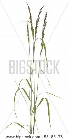 Festuca Arundinacea