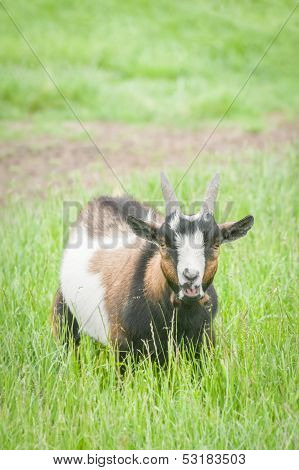 Bleating Goat