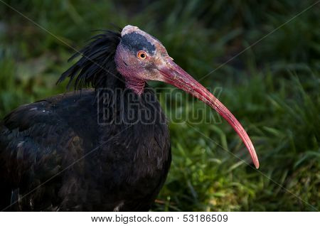 Northern Bald Ibis