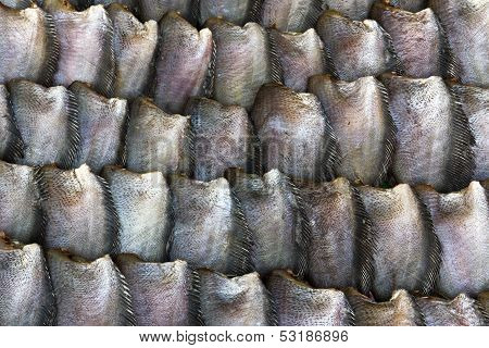 Salid Fish For Sale