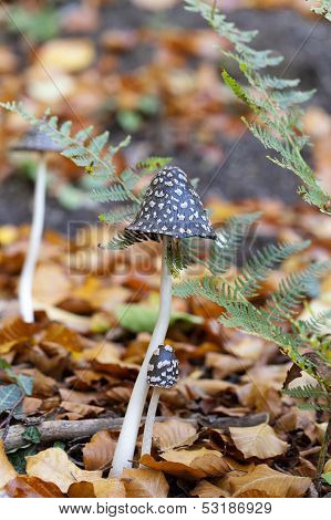 Magpie Inkcap