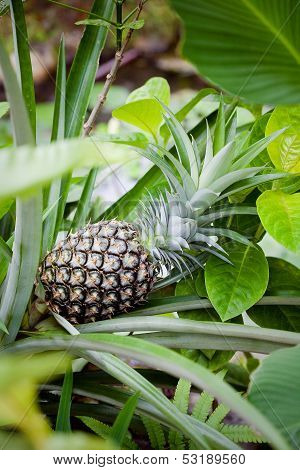 Green Pineapple On Tree