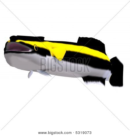 Pesce Remora