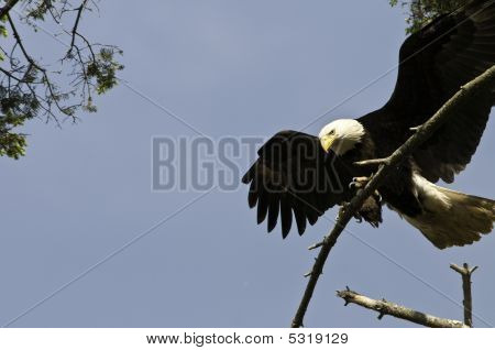 Eagle klar til at gribe fat