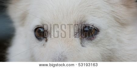 Eye Cute Shih Tzu Breed Dog
