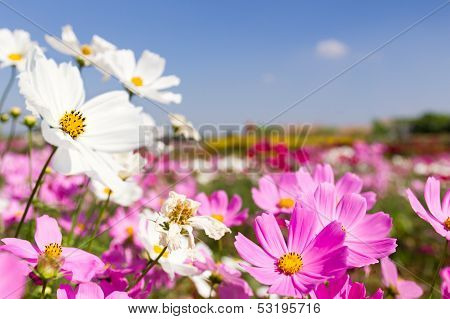 White And Pink Cosmos Flowers