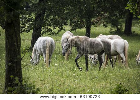 Lipizzan Horses