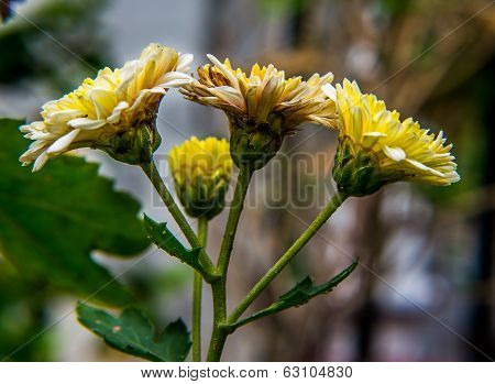 Three flowers