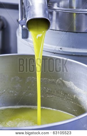 Olive Harvest