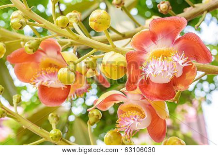 Cannonball Flower