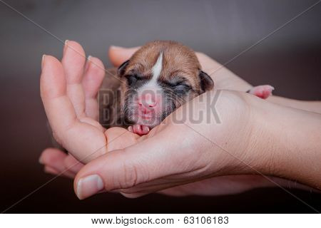 Newborn basenji puppy (first day)