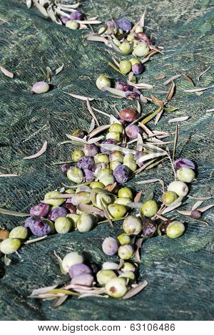 Olive Harvest
