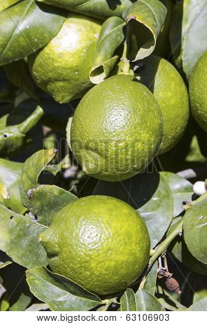 Lemons