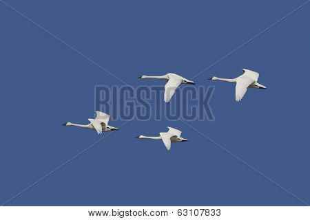 Tundra Swans In Flight