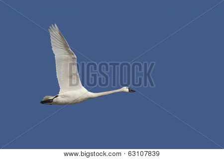 Tundra Swan In Flight