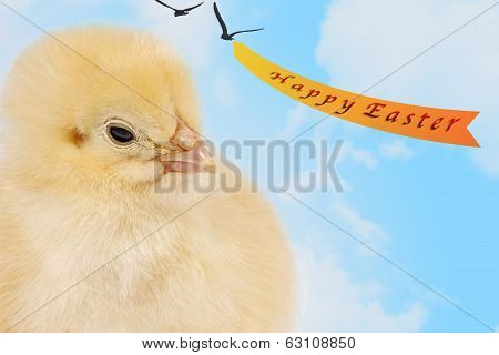 Easter Chick In The Clouds
