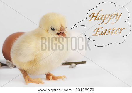 Screaming Chicken