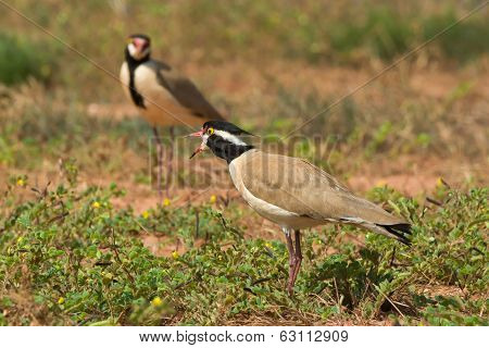 Black-headed Plover Calling To Its Mate