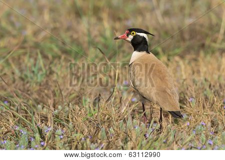 Black-headed Plover In A Field With Purple Flowers