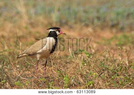 Black-headed Plover In A Natural Setting