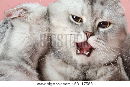 Cats