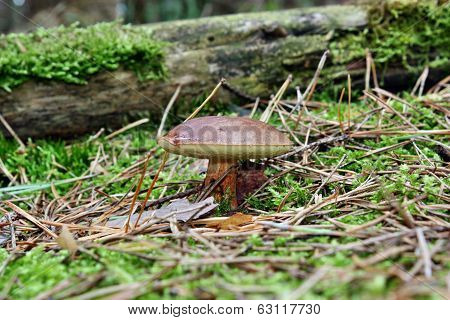 Mushroom