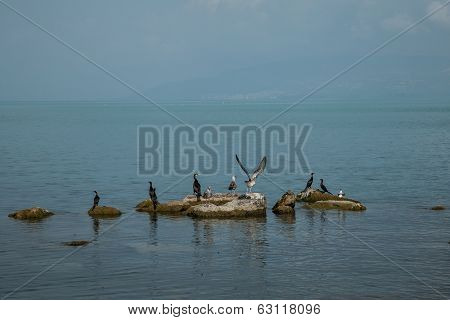 birds taking a break