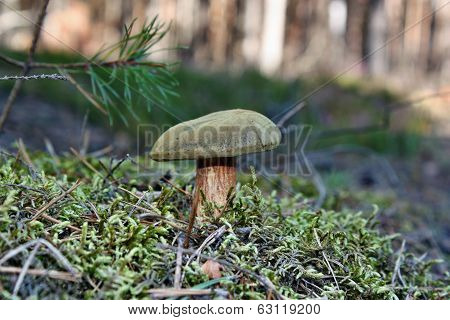 Bolete Bunny