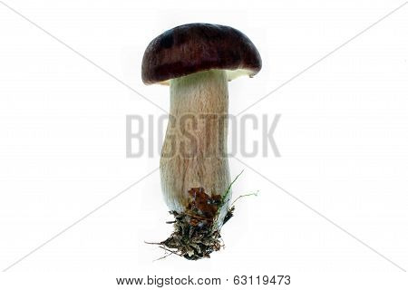 Xerocomus Badius