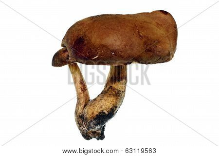 Two Bunnies Bolete Mushrooms