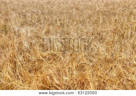 Ripe barley background