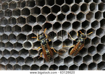 Nest with wasps