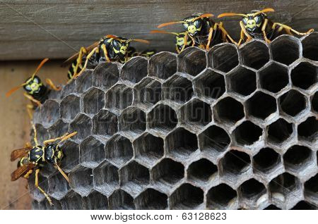 Nest with wasps