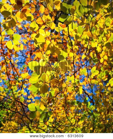Résumé Photo de feuilles de l'automne de rétro-éclairé