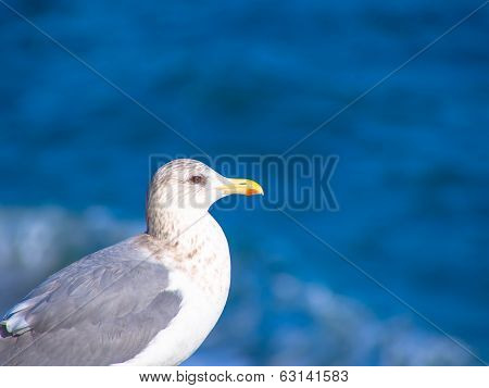Herring gull standing in front of blue ocean