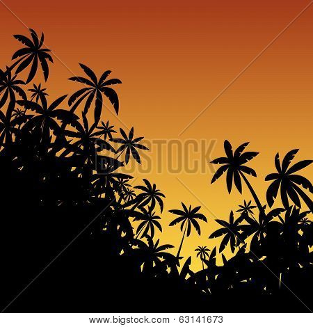 Palm trees at sunset